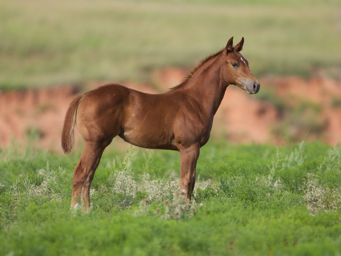 Обои лошадь, трава, конь, жеребенок, cam essick, horse, grass, foal разрешение 2880x1800 Загрузить