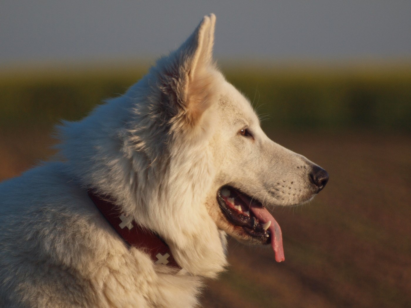 Обои собака, профиль, язык, белая швейцарская овчарка, dog, profile, language, the white swiss shepherd dog разрешение 3840x2400 Загрузить