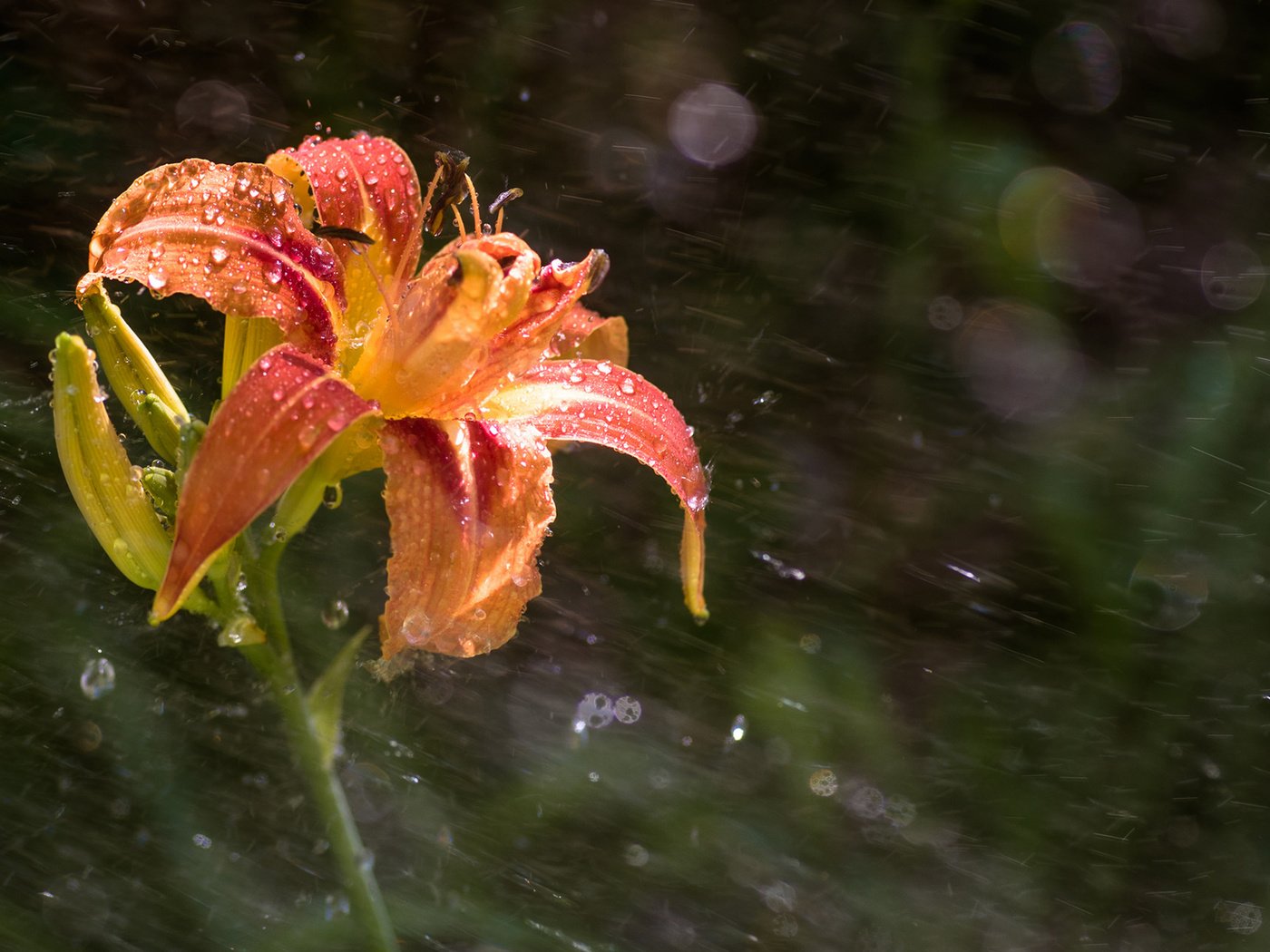 Обои цветок, капли, лепестки, лилия, дождь, боке, flower, drops, petals, lily, rain, bokeh разрешение 1920x1200 Загрузить