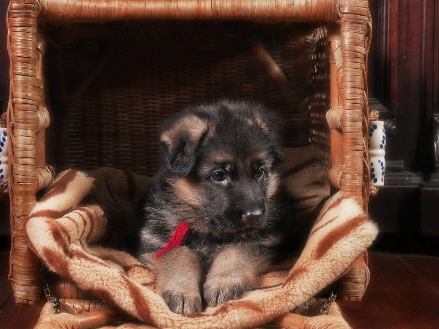 Обои собака, щенок, немецкая овчарка, dog, puppy, german shepherd разрешение 1920x1200 Загрузить