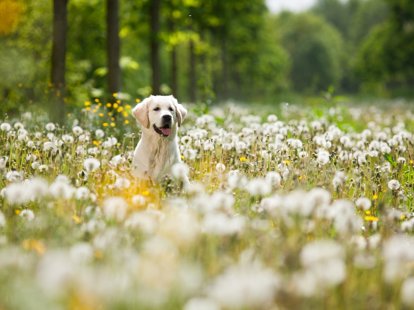 Обои цветы, мордочка, собака, одуванчики, язык, лабрадор, ретривер, flowers, muzzle, dog, dandelions, language, labrador, retriever разрешение 3840x2400 Загрузить