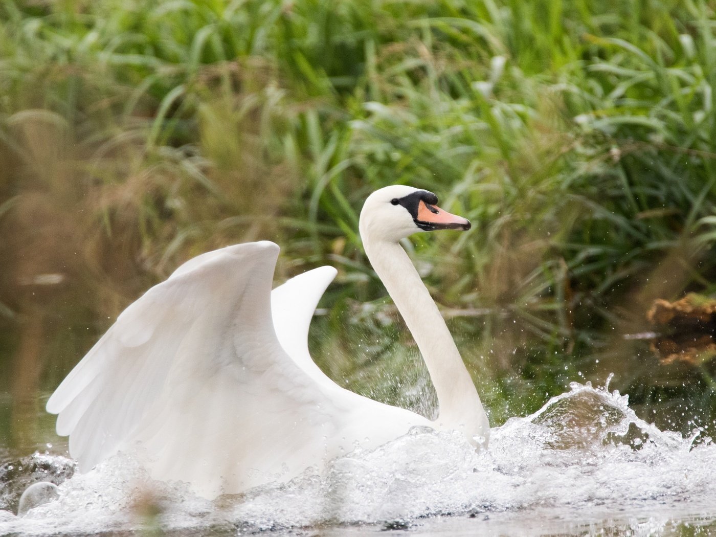 Обои вода, капли, крылья, птица, клюв, лебедь, water, drops, wings, bird, beak, swan разрешение 2048x1365 Загрузить