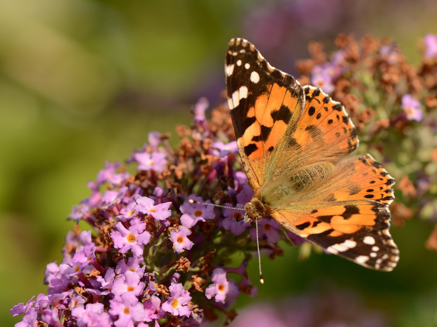 Обои насекомое, цветок, бабочка, крылья, сиреневый, insect, flower, butterfly, wings, lilac разрешение 4073x2698 Загрузить