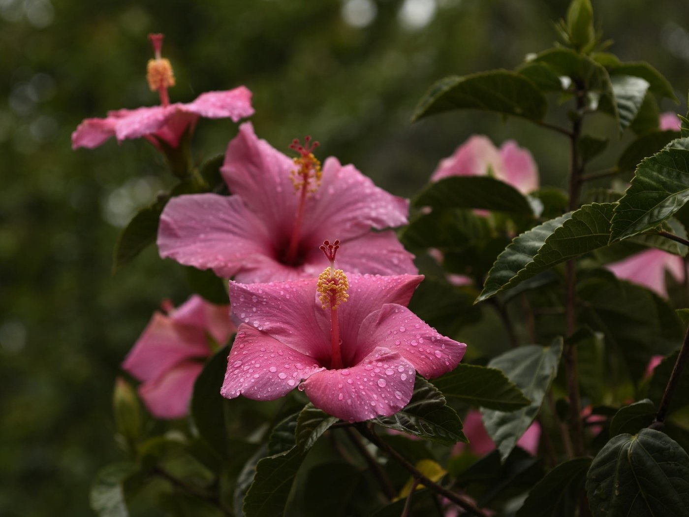 Обои цветы, капли, лепестки, тычинки, листики, гибискус, flowers, drops, petals, stamens, leaves, hibiscus разрешение 2048x1300 Загрузить