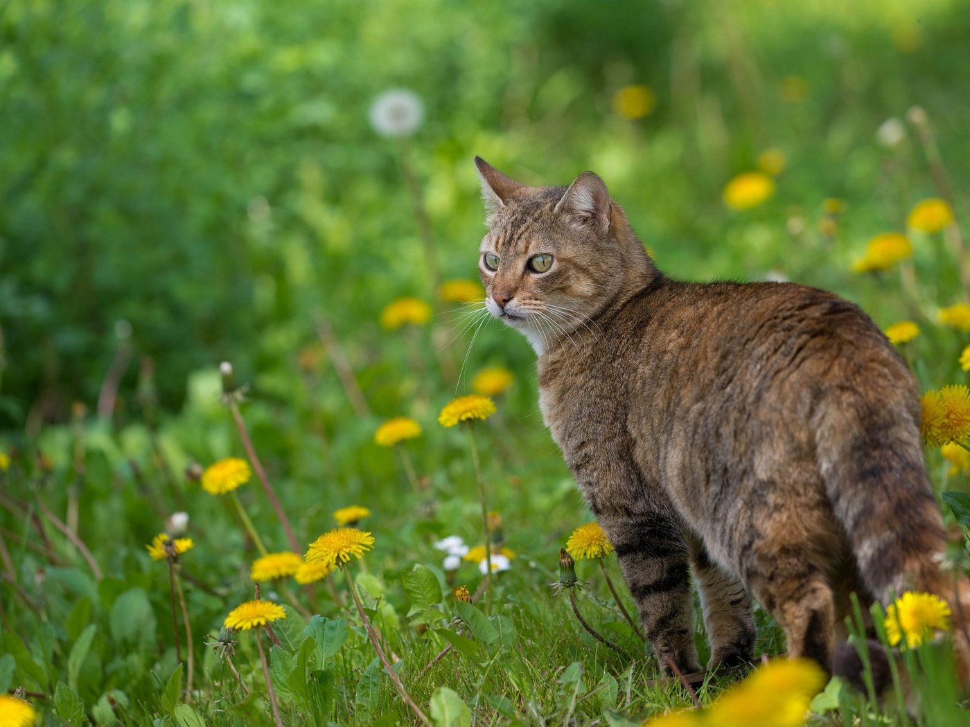 Обои цветы, кот, мордочка, усы, кошка, взгляд, весна, одуванчики, flowers, cat, muzzle, mustache, look, spring, dandelions разрешение 2048x1280 Загрузить