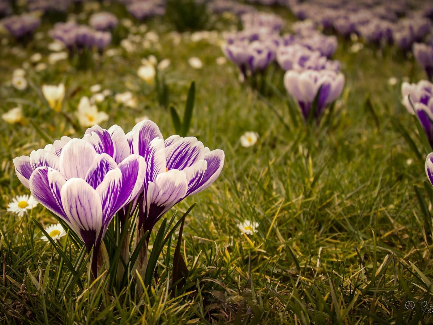 Обои цветы, трава, весна, ромашки, крокусы, flowers, grass, spring, chamomile, crocuses разрешение 2048x1152 Загрузить