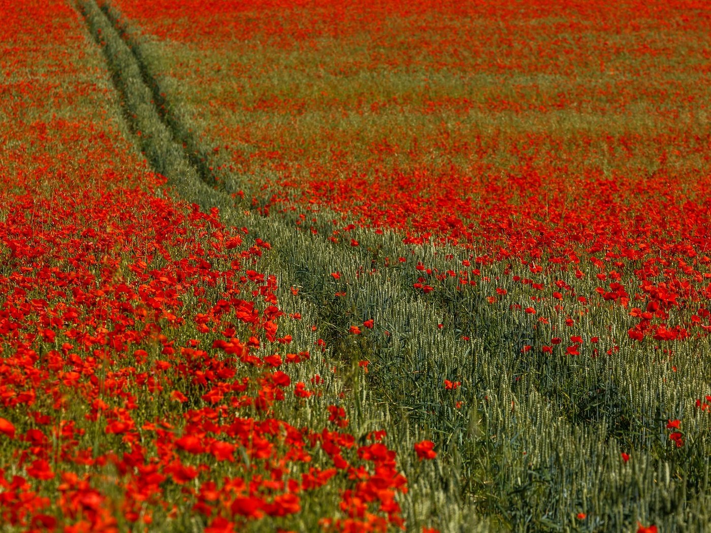 Обои цветы, поле, красные, маки, англия, колея, кент, flowers, field, red, maki, england, track, kent разрешение 2048x1365 Загрузить