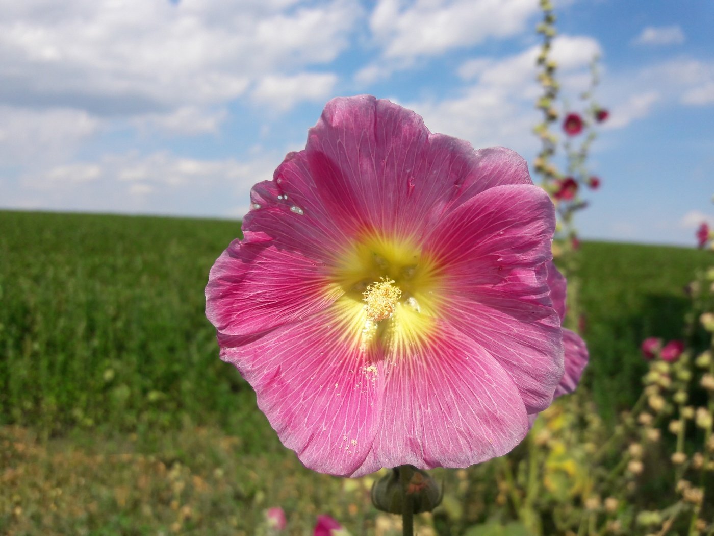 Обои небо, цветы, облака, лепестки, солнечный день, мальва, the sky, flowers, clouds, petals, sunny day, mallow разрешение 4128x3096 Загрузить