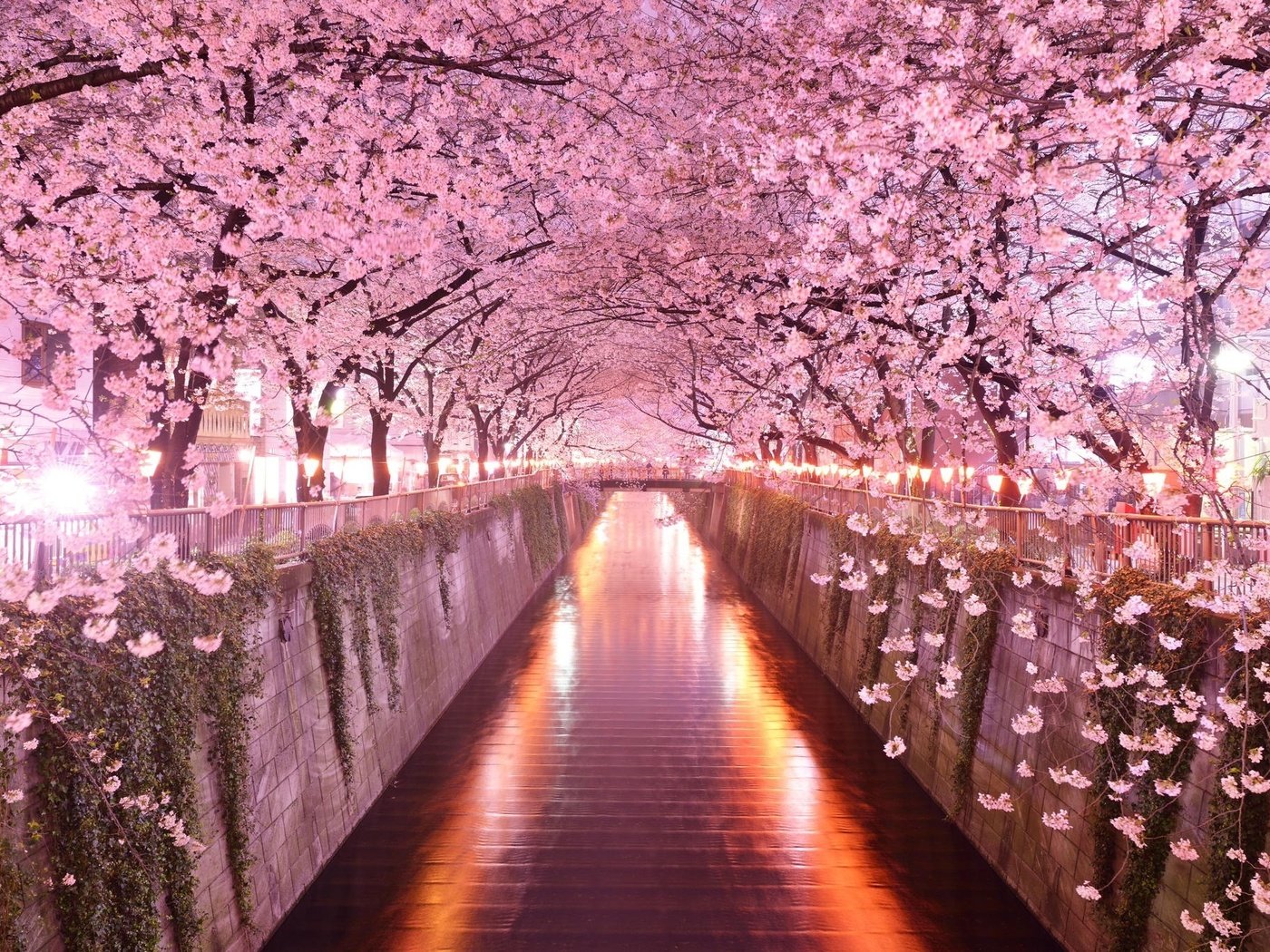 Обои деревья, цветение, мост, весна, сакура, trees, flowering, bridge, spring, sakura разрешение 2048x1367 Загрузить