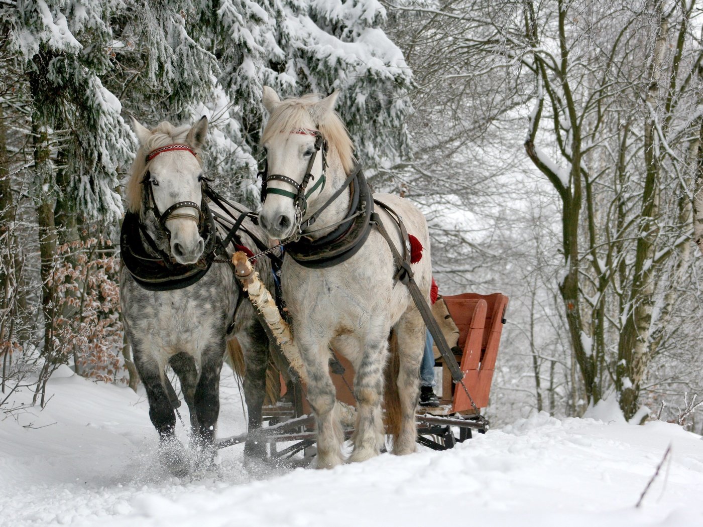 Обои деревья, кони, снег, природа, лес, зима, животные, сани, лошади, trees, horses, snow, nature, forest, winter, animals, sleigh, horse разрешение 3888x2592 Загрузить