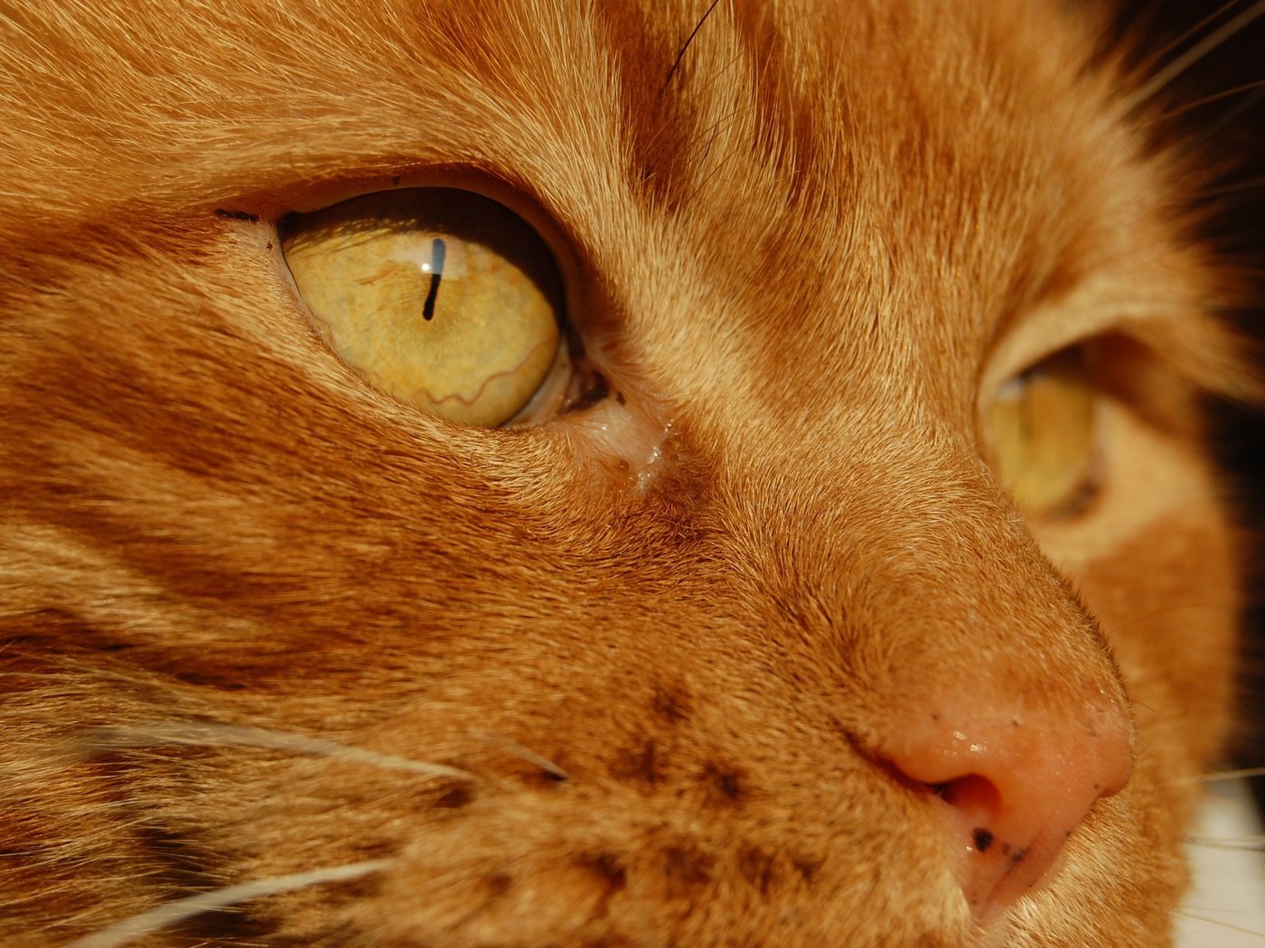 Обои глаза, рыжый кот, кот, мордочка, усы, кошка, взгляд, рыжий кот, желтые глаза, yellow eye, eyes, ryzhyi kot, cat, muzzle, mustache, look, red cat, yellow eyes разрешение 3008x2000 Загрузить