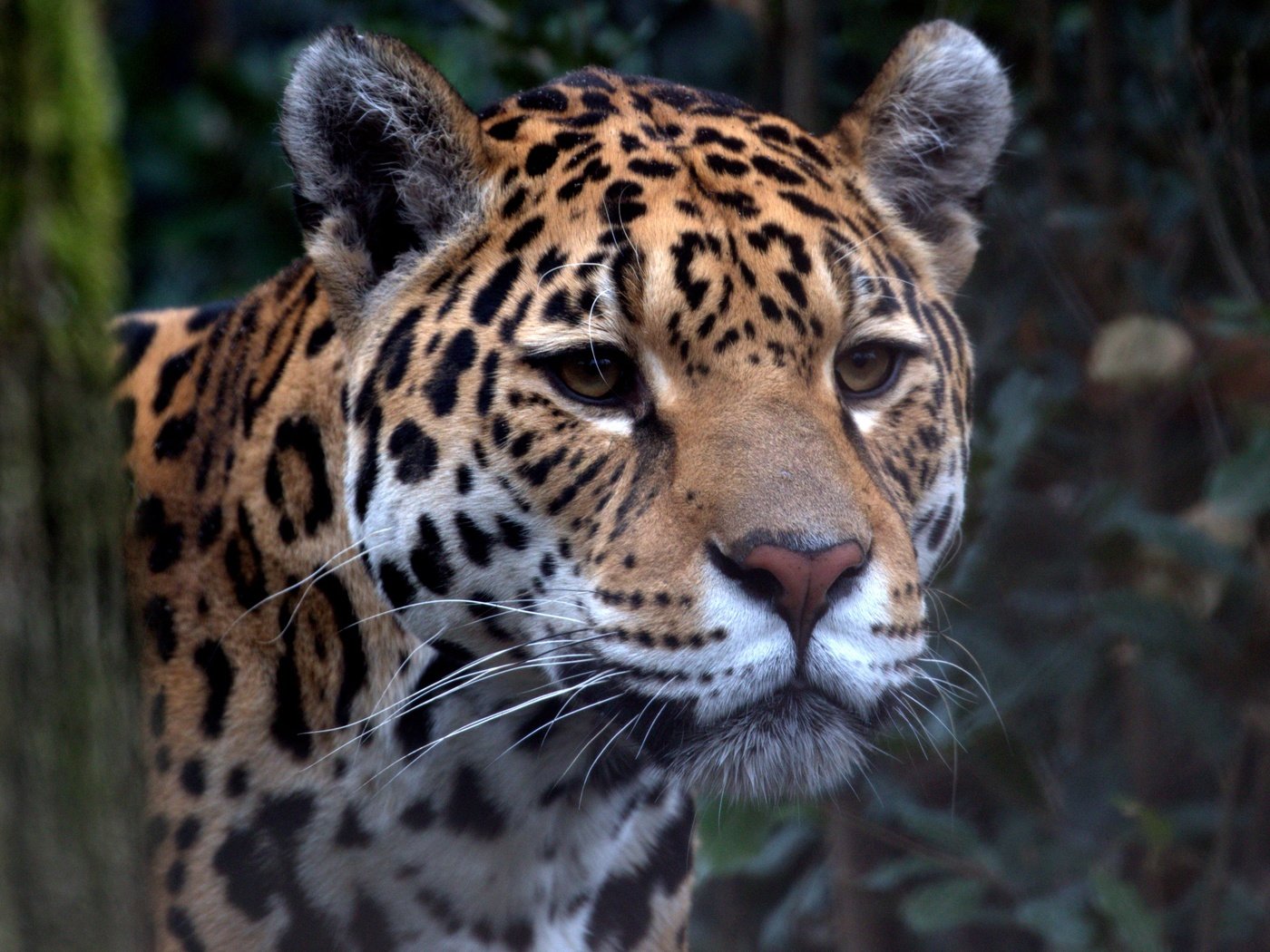 Обои взгляд, хищник, ягуар, зоопарк, большой кошка, look, predator, jaguar, zoo, big cat разрешение 4357x2906 Загрузить
