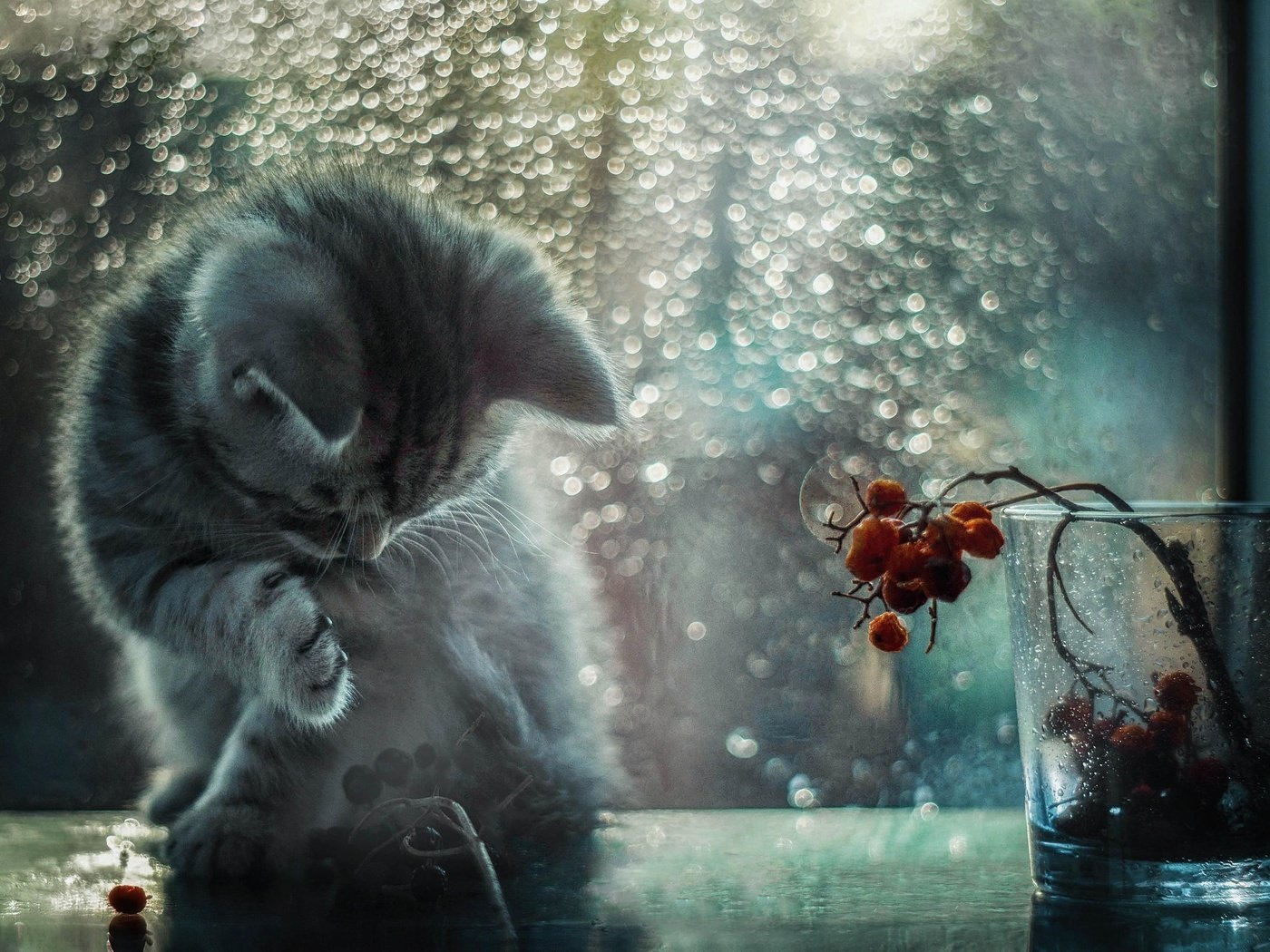 Обои кот, лапка, капли, кошка, котенок, дождь, ягоды, окно, стекло, стакан, cat, foot, drops, kitty, rain, berries, window, glass разрешение 2560x1600 Загрузить