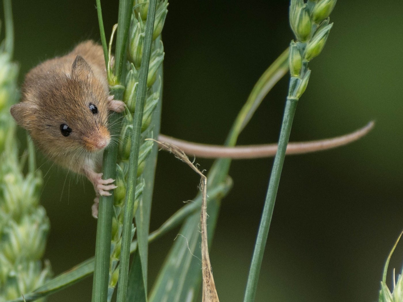 Обои колосья, мышь, животное, зверек, грызун, ears, mouse, animal, rodent разрешение 2696x1742 Загрузить