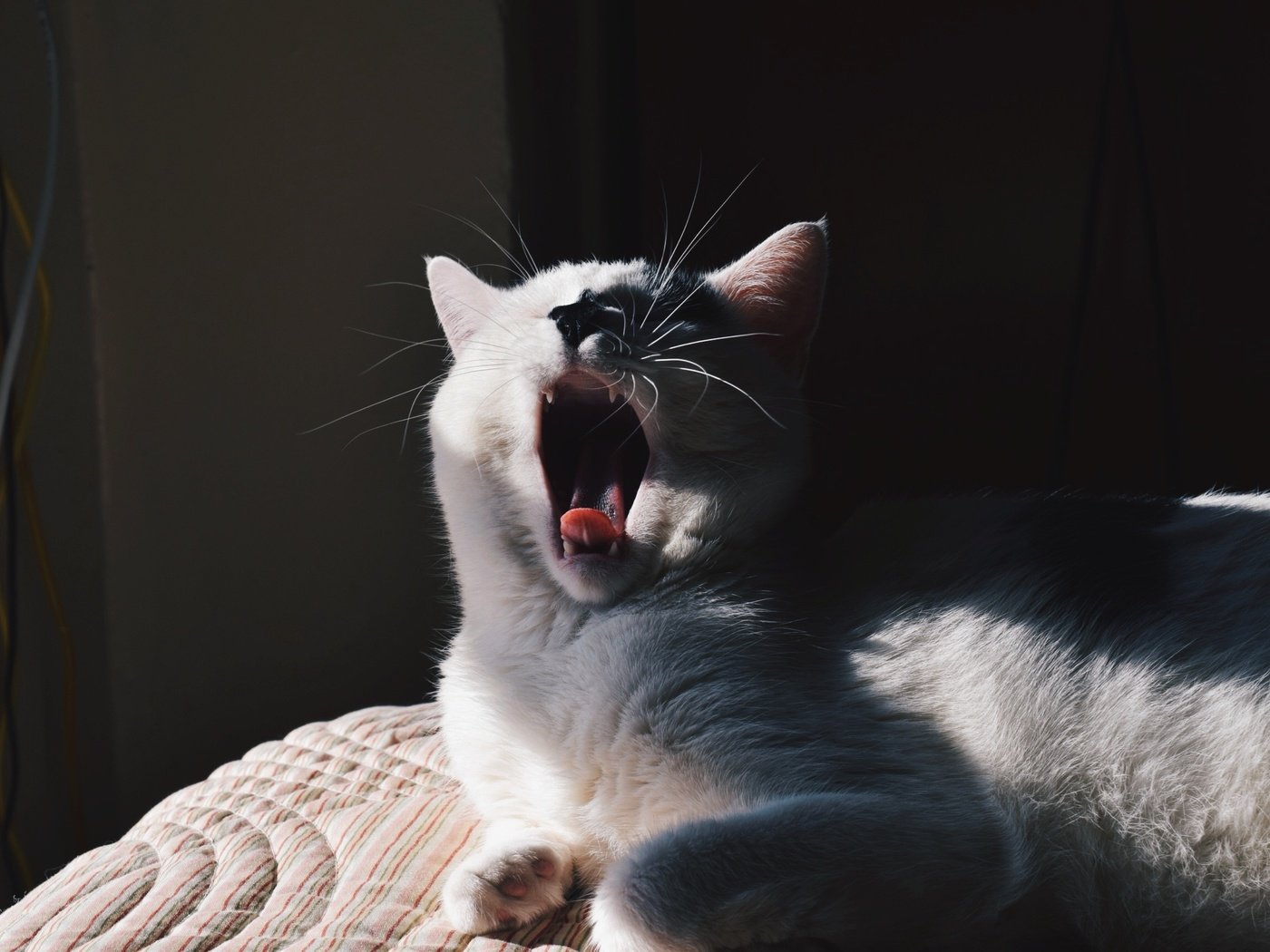 Обои кот, мордочка, усы, кошка, белый, зевает, cat, muzzle, mustache, white, yawns разрешение 2592x1728 Загрузить