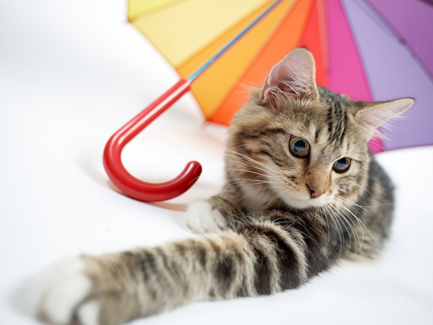 Обои кот, мордочка, усы, кошка, взгляд, зонтик, лапка, cat, muzzle, mustache, look, umbrella, foot разрешение 7360x4912 Загрузить