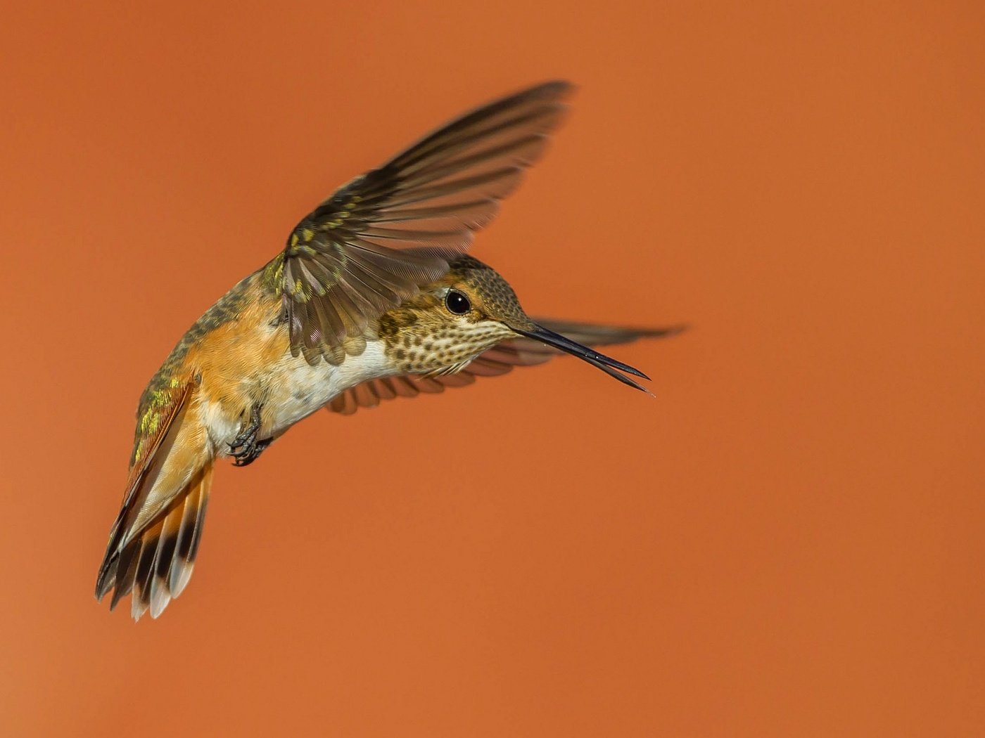 Обои крылья, птица, клюв, колибри, охристый колибри, wings, bird, beak, hummingbird, buffy hummingbird разрешение 2048x1152 Загрузить