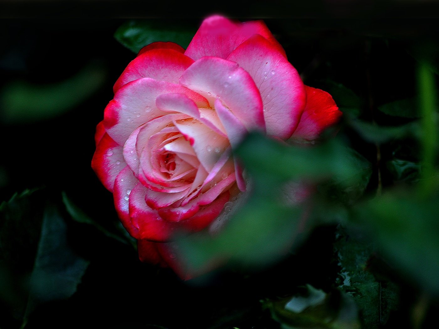 Обои макро, цветок, роса, капли, роза, лепестки, macro, flower, rosa, drops, rose, petals разрешение 4288x2864 Загрузить