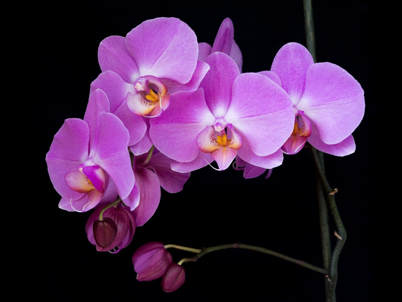 Обои ветка, макро, фон, цветок, лепестки, черный фон, орхидея, branch, macro, background, flower, petals, black background, orchid разрешение 5167x3875 Загрузить