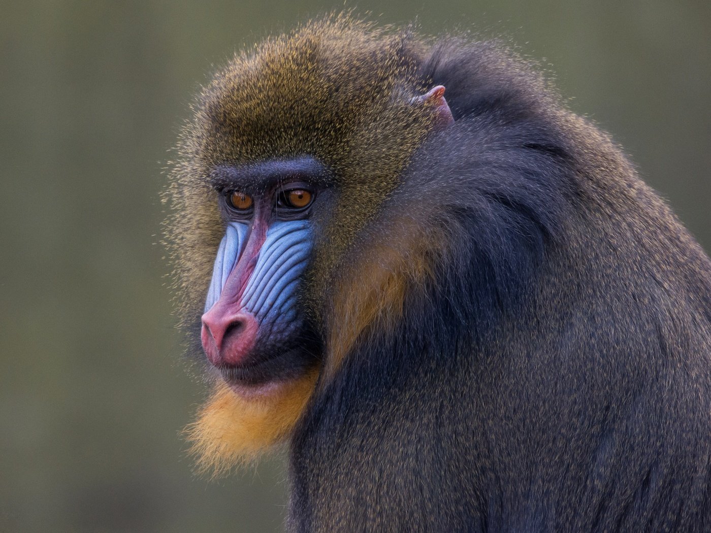 Обои морда, фон, животные, обезьяна, приматы, мандрил, face, background, animals, monkey, primates, mandrill разрешение 5741x3229 Загрузить