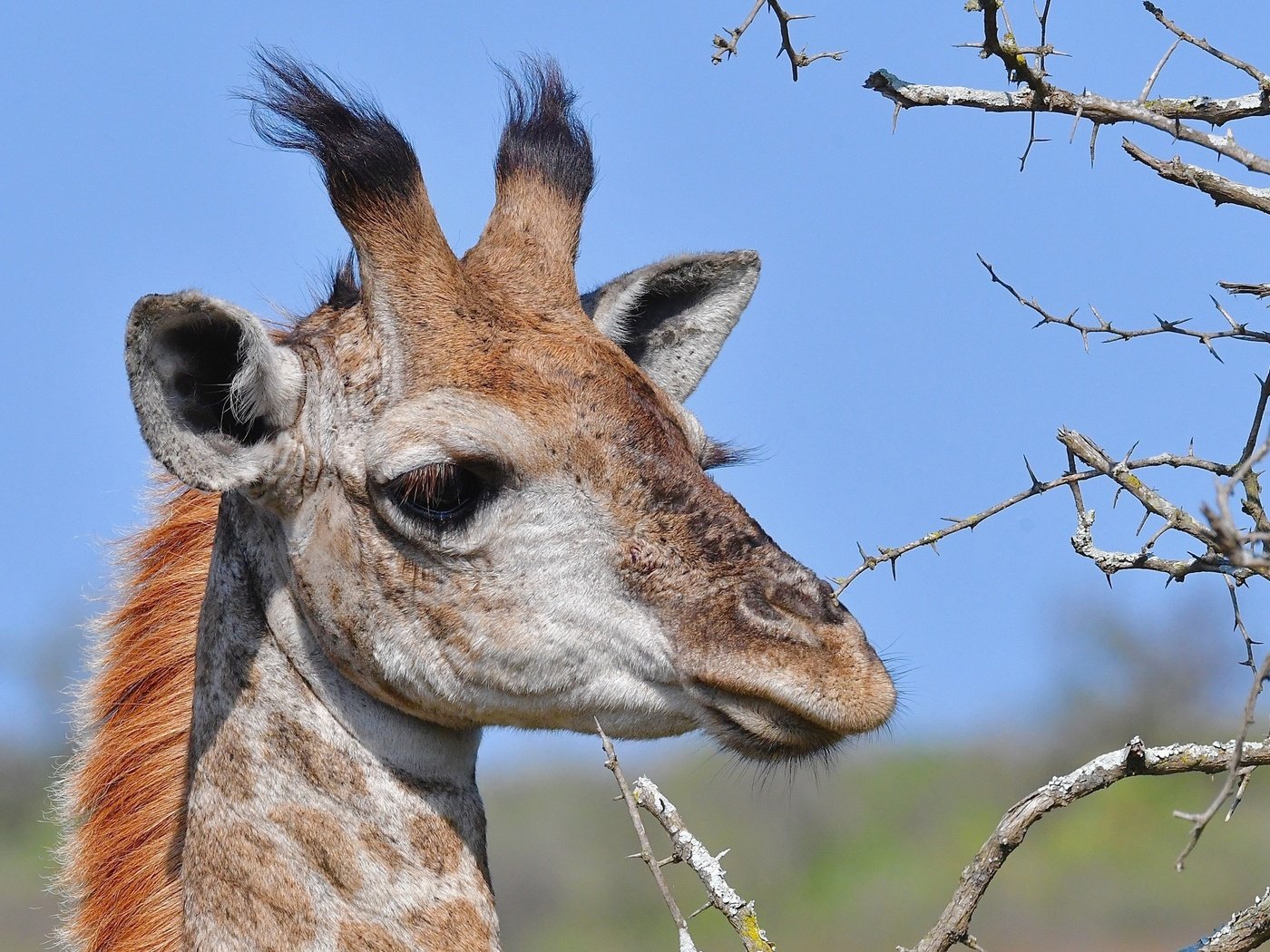 Обои морда, ветки, колючки, животное, жираф, рожки, face, branches, barb, animal, giraffe, horns разрешение 2560x1600 Загрузить