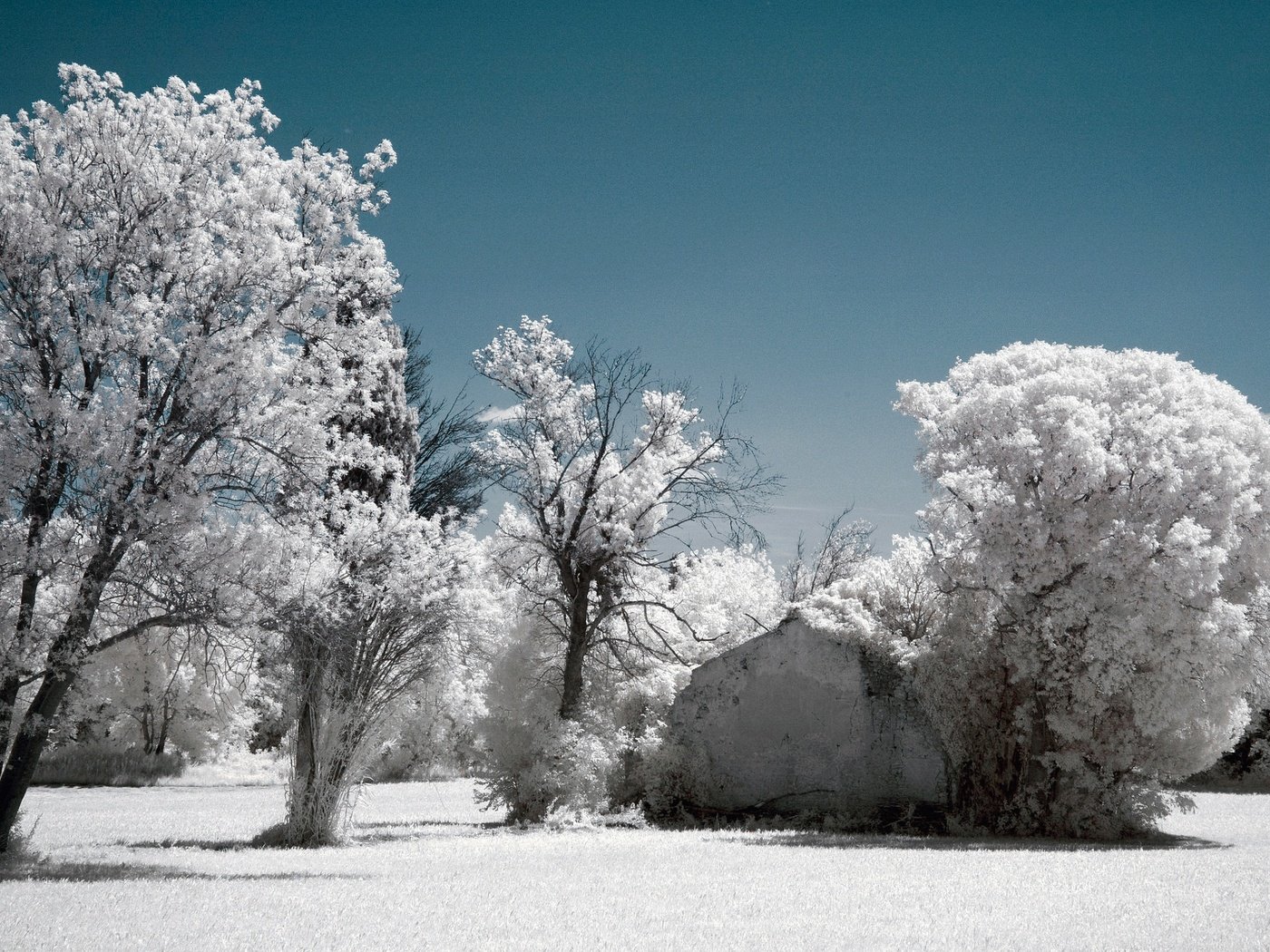 Обои небо, деревья, снег, зима, иней, инфракрасный снимок, the sky, trees, snow, winter, frost, infrared the разрешение 2048x1356 Загрузить