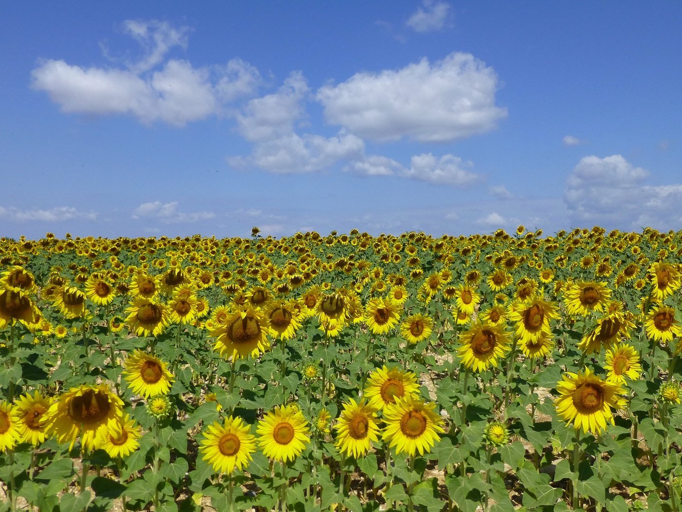 Обои небо, цветы, облака, поле, подсолнух, подсолнухи, the sky, flowers, clouds, field, sunflower, sunflowers разрешение 4320x2399 Загрузить