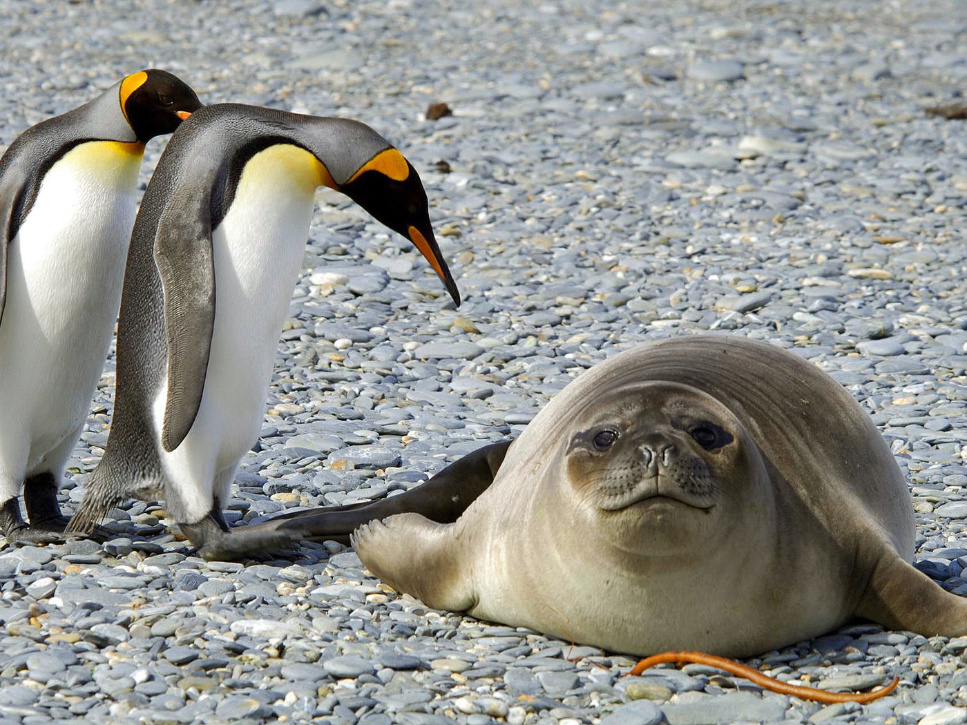 Обои природа, камни, животные, птицы, антарктида, тюлень, пингвины, nature, stones, animals, birds, antarctica, seal, penguins разрешение 2322x1382 Загрузить