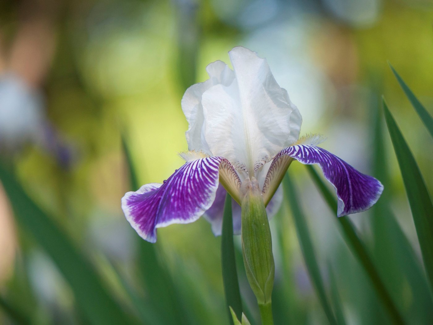 Обои природа, цветок, лепестки, ирис, касатик, nature, flower, petals, iris разрешение 4288x2848 Загрузить