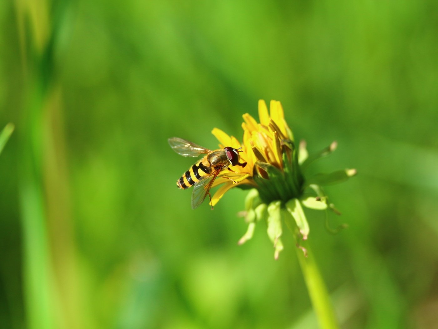 Обои природа, зелень, насекомое, цветок, одуванчик, муха, пчеловидная муха, nature, greens, insect, flower, dandelion, fly, pchelovodny fly разрешение 1920x1280 Загрузить