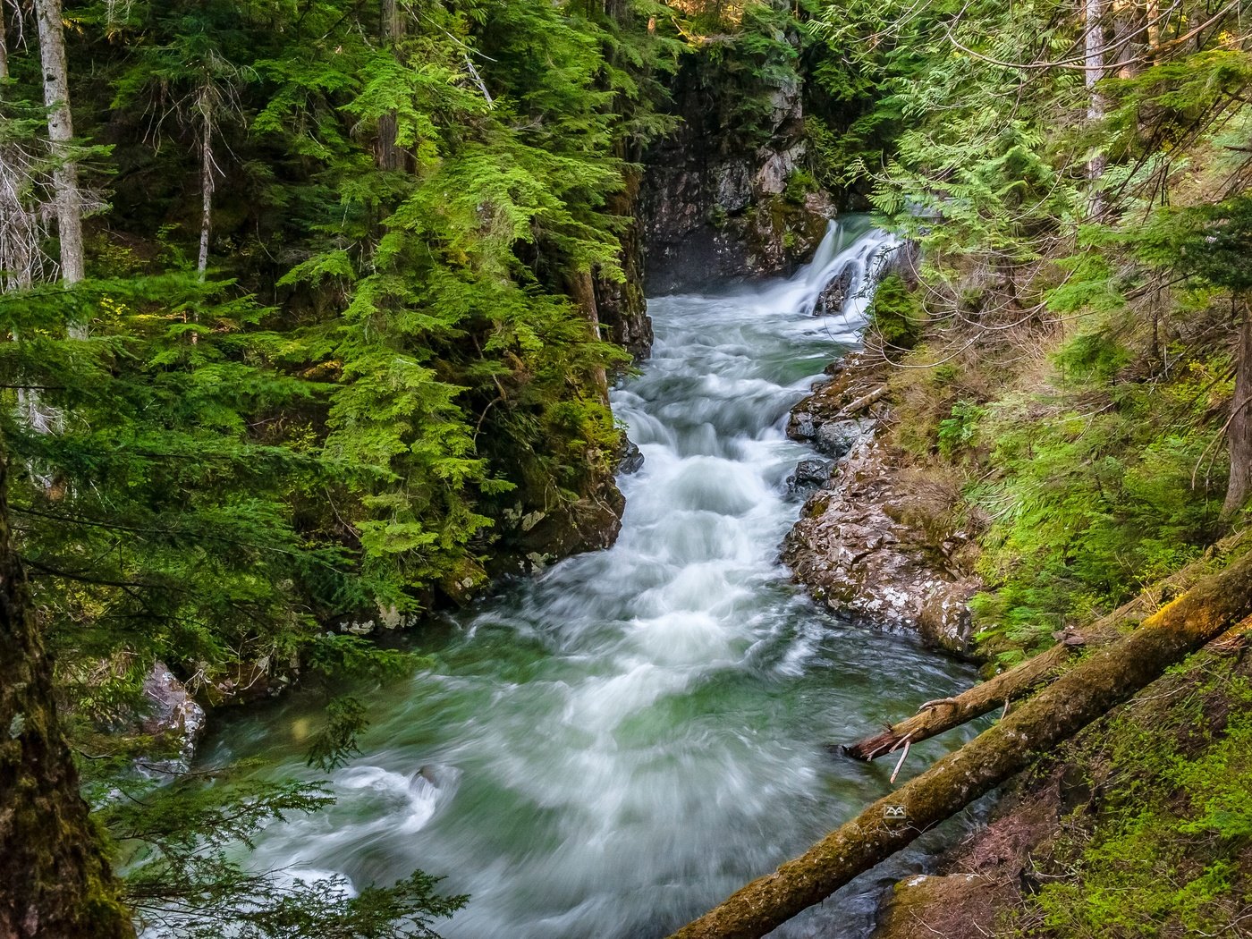 Обои деревья, сша, река, denny creek, лес, хвоя, ветки, стволы, вашингтон, поток, trees, usa, river, forest, needles, branches, trunks, washington, stream разрешение 4256x2832 Загрузить