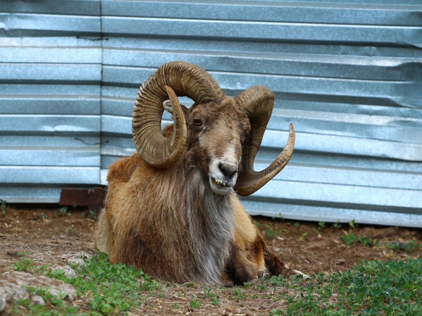 Обои животное, рога, зоопарк, баран, закрученные, рогатый, муфлон, animal, horns, zoo, ram, twisted, horny, mouflon разрешение 1920x1280 Загрузить