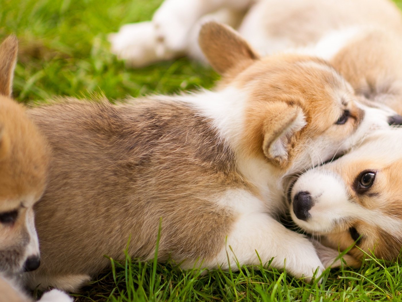 Обои трава, щенок, игра, щенки, собаки, вельш-корги, корги, пемброк, grass, puppy, the game, puppies, dogs, welsh corgi, corgi, pembroke разрешение 2748x1440 Загрузить