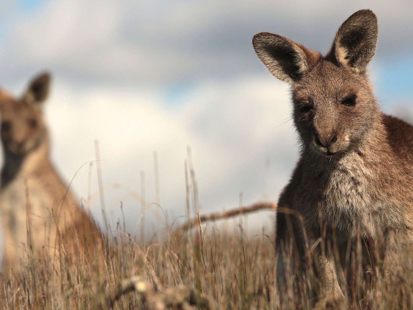 Обои трава, кенгуру, grass, kangaroo разрешение 2880x1920 Загрузить