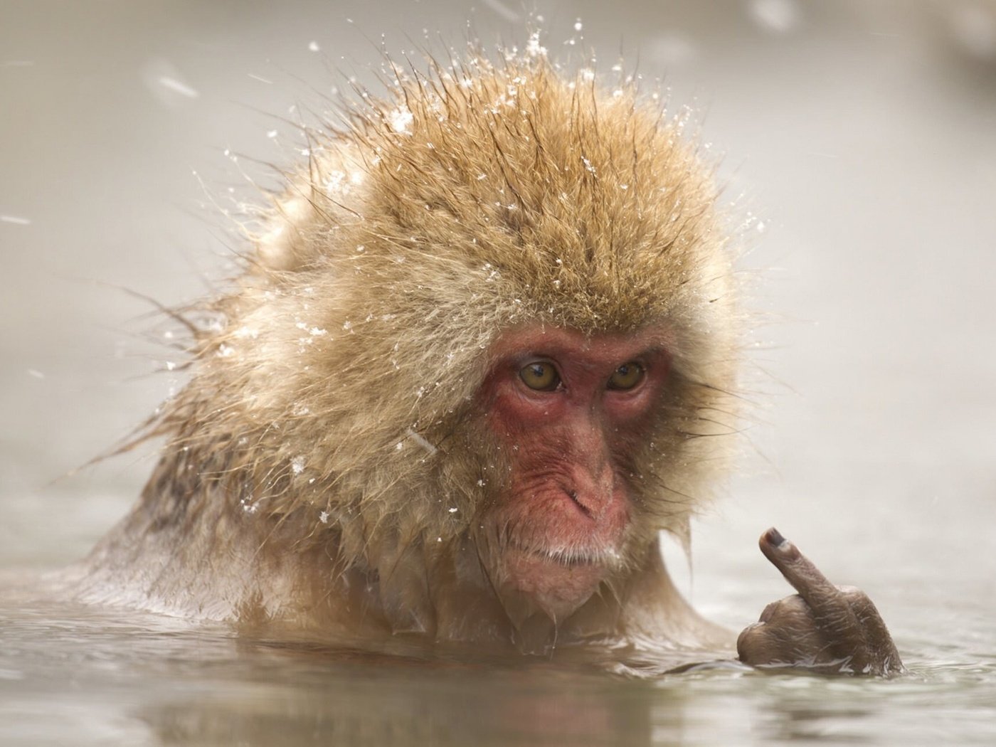 Обои вода, снег, палец, животное, купание, обезьяна, макака, water, snow, finger, animal, bathing, monkey разрешение 1920x1280 Загрузить