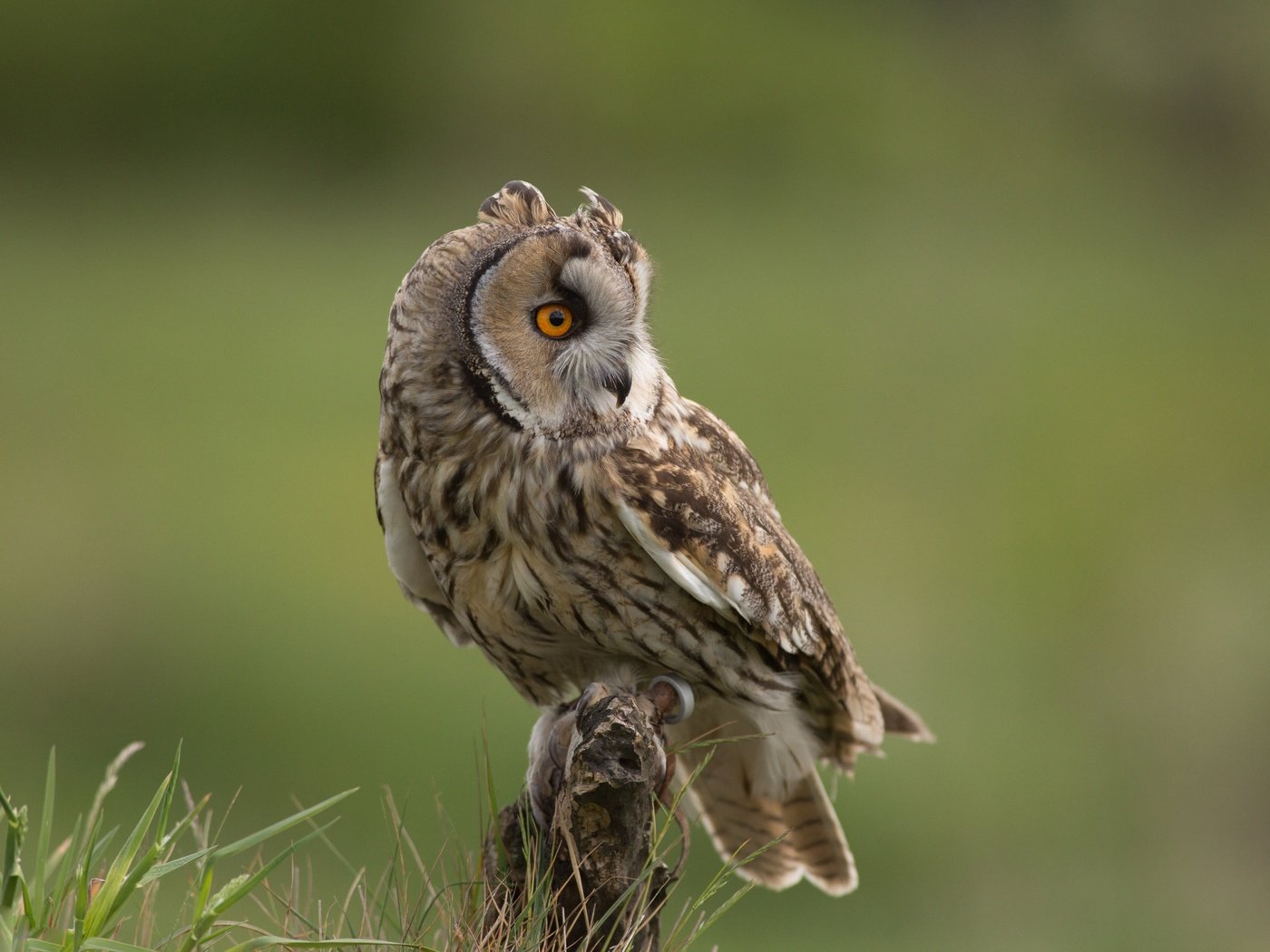 Обои трава, сова, взгляд, птица, клюв, перья, ушастая сова, grass, owl, look, bird, beak, feathers, long-eared owl разрешение 5760x3840 Загрузить