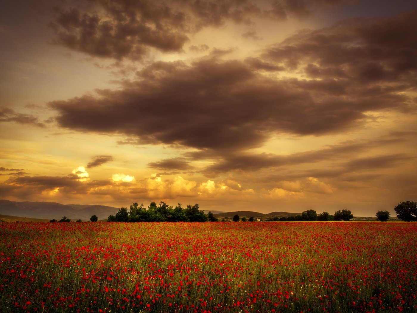 Обои небо, цветы, облака, закат, поле, лето, красные, маки, the sky, flowers, clouds, sunset, field, summer, red, maki разрешение 6000x4000 Загрузить