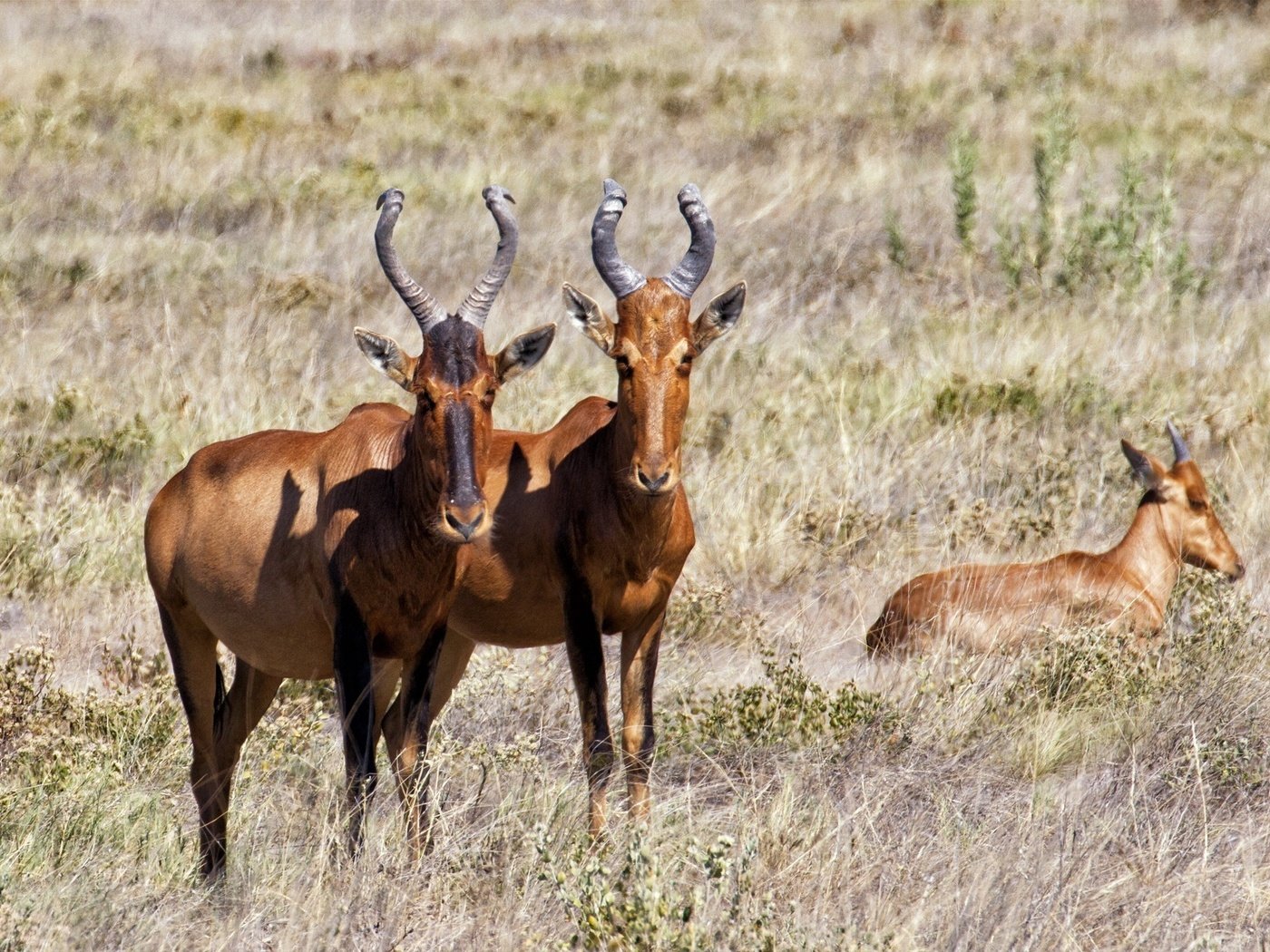 Обои животные, антилопы, animals, antelope разрешение 2035x1353 Загрузить
