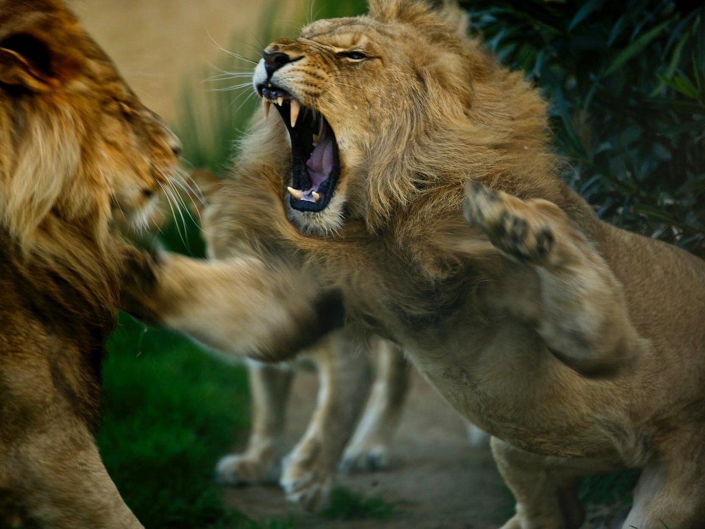 Обои животные, львы, разборки, хищники, драка, animals, lions, showdown, predators, fight разрешение 2048x1247 Загрузить