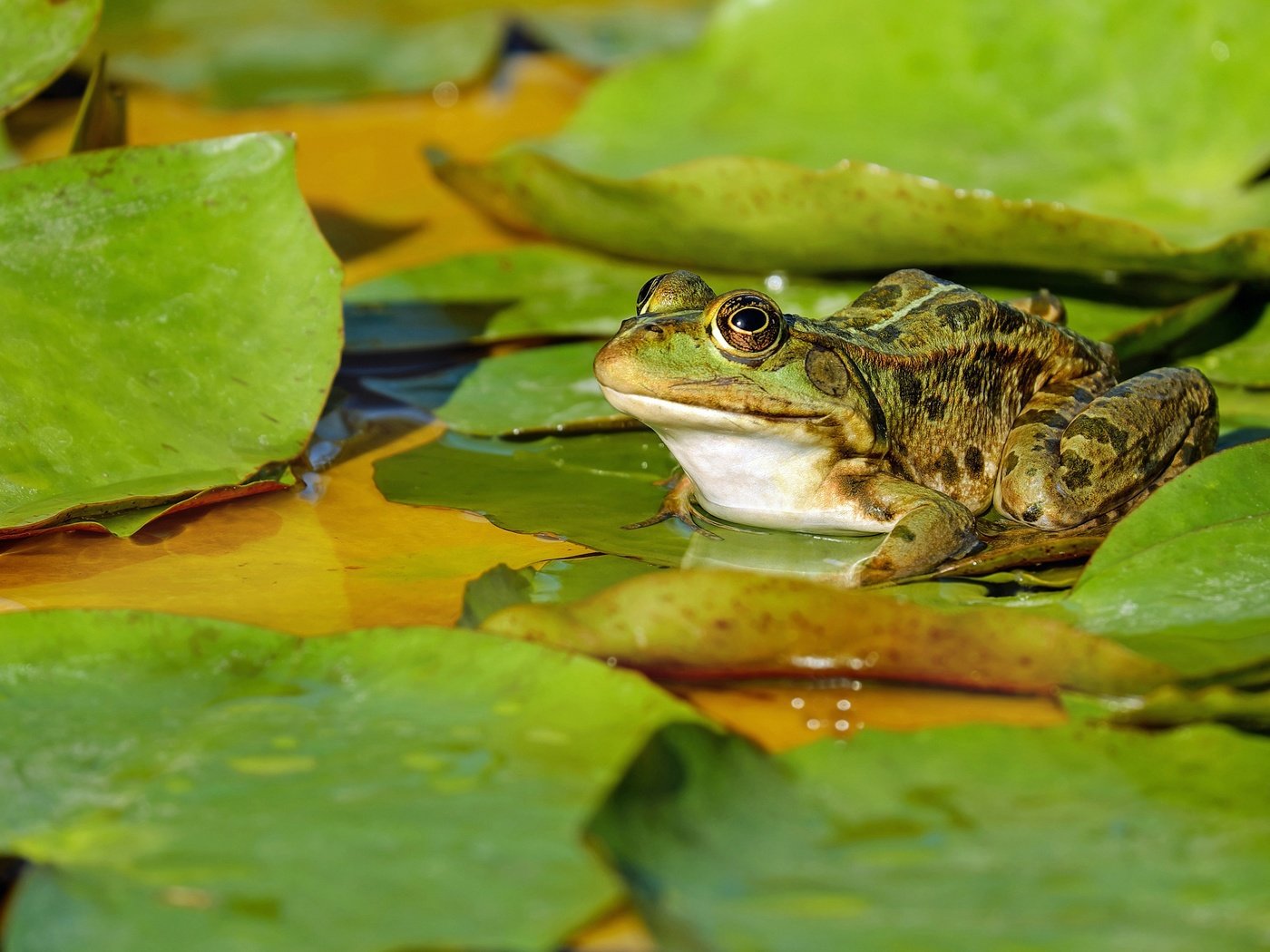 Обои вода, природа, листья, макро, водоем, лягушка, пруд, зеленая, пятнистая, spotted, water, nature, leaves, macro, pond, frog, green разрешение 4712x2650 Загрузить