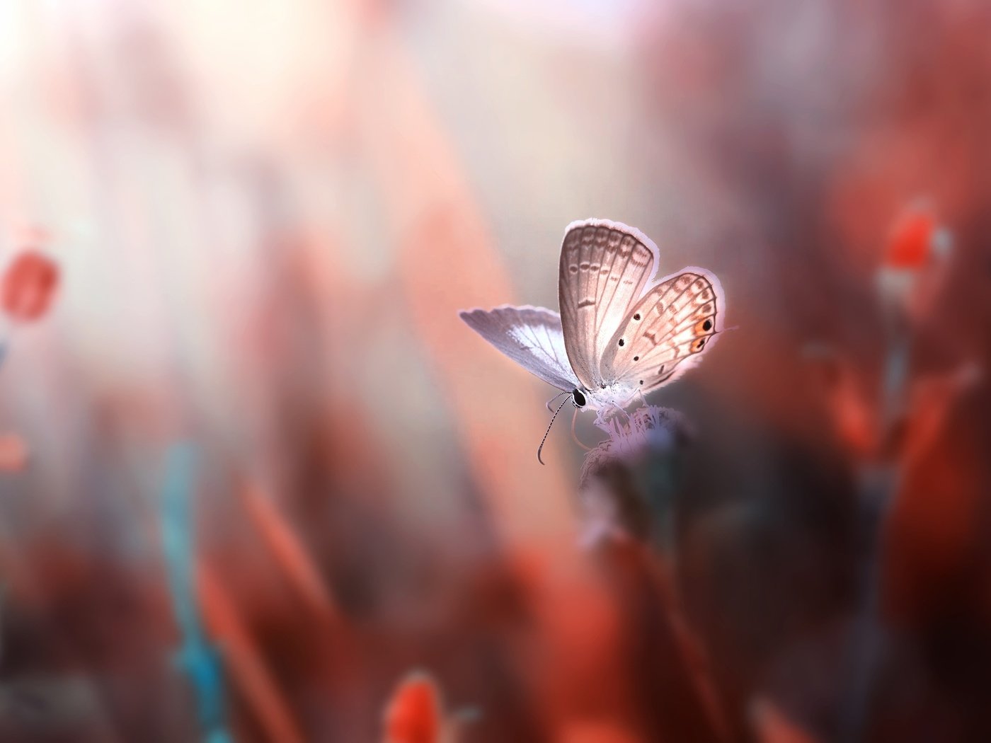 Обои цветы, насекомое, фон, бабочка, крылья, размытость, flowers, insect, background, butterfly, wings, blur разрешение 2500x1667 Загрузить