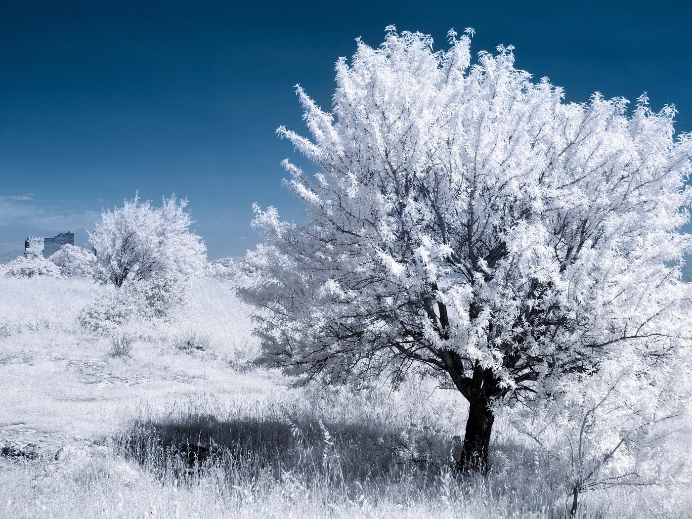 Обои дерево, листья, франция, прованс, инфракрасный снимок, tree, leaves, france, provence, infrared the разрешение 2048x1366 Загрузить