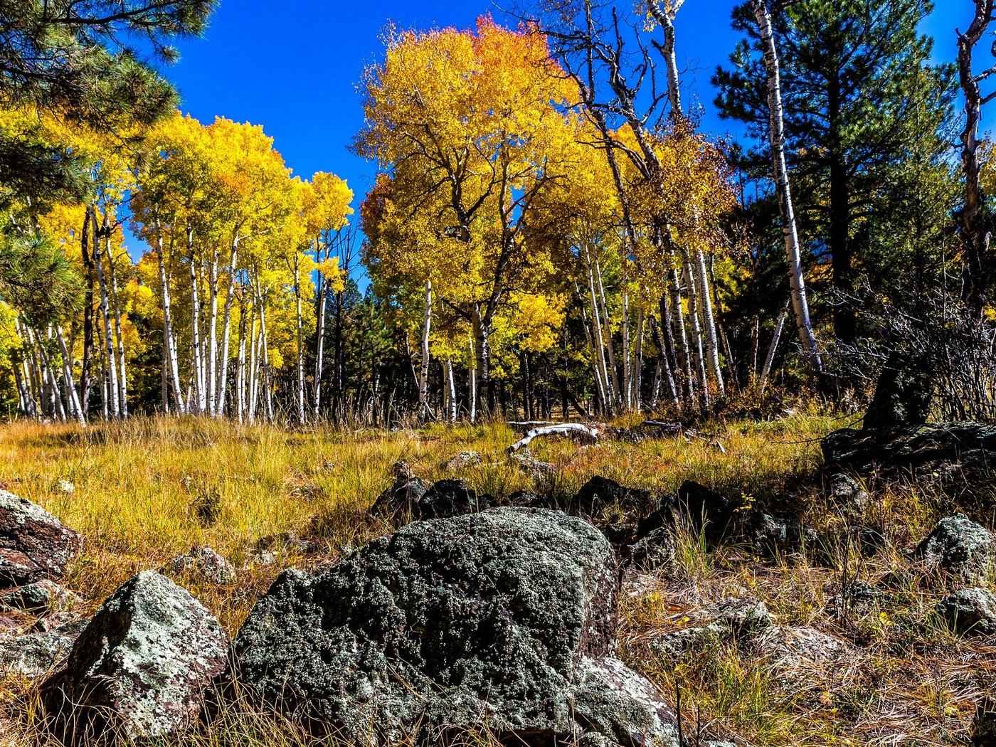 Обои небо, деревья, камни, лес, березы, осень, роща, осина, the sky, trees, stones, forest, birch, autumn, grove, aspen разрешение 2048x1152 Загрузить