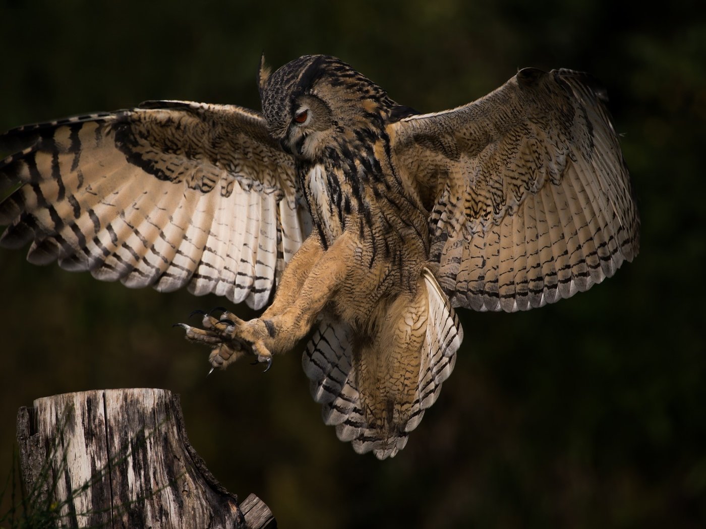 Обои сова, природа, полет, крылья, профиль, птица, owl, nature, flight, wings, profile, bird разрешение 2048x1365 Загрузить