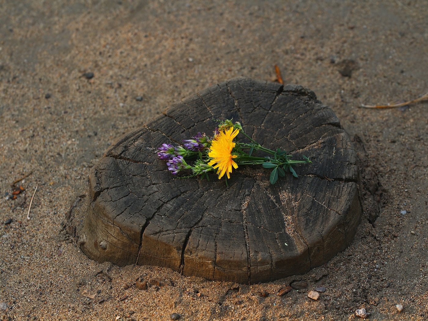 Обои цветы, клевер, песок, трещины, одуванчик, цветочки, пень, flowers, clover, sand, cracked, dandelion, stump разрешение 1920x1280 Загрузить