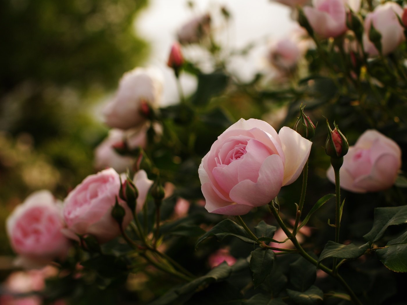 Обои цветы, бутоны, листья, розы, лепестки, розовый куст, flowers, buds, leaves, roses, petals, rose bush разрешение 4672x3104 Загрузить
