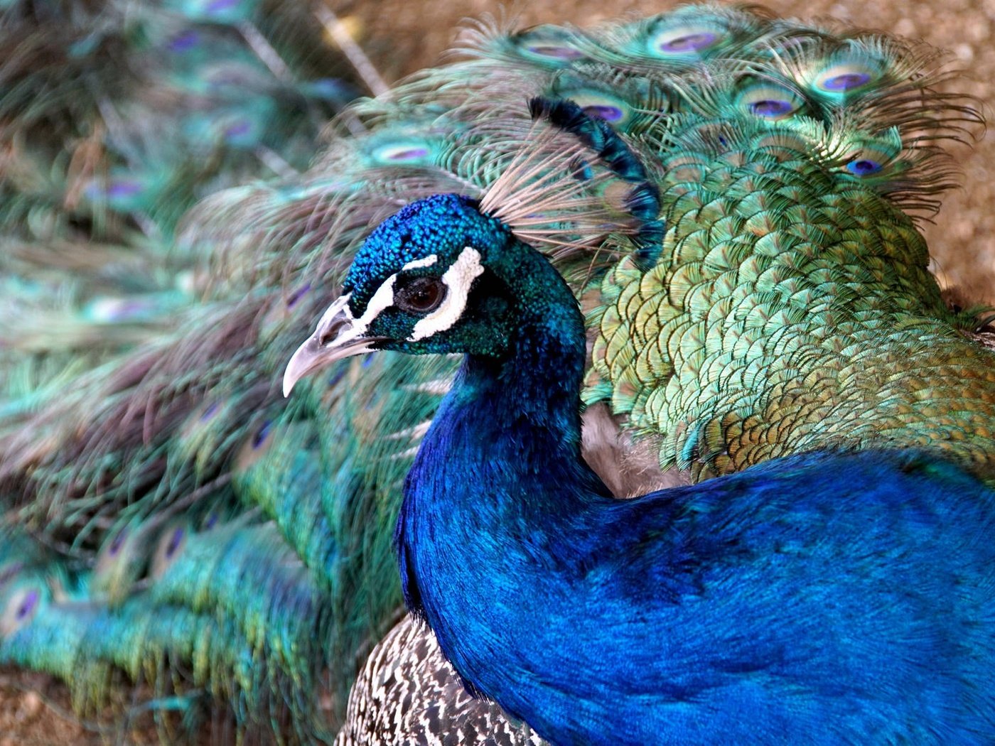 Обои птица, клюв, павлин, перья, bird, beak, peacock, feathers разрешение 2048x1205 Загрузить