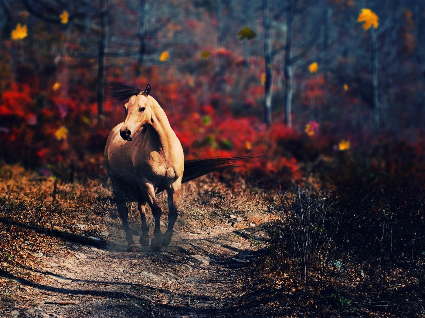Обои лошадь, деревья, природа, осень, конь, horse, trees, nature, autumn разрешение 2560x1440 Загрузить