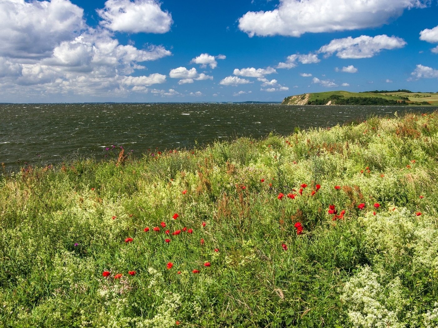 Обои небо, цветы, облака, берег, море, the sky, flowers, clouds, shore, sea разрешение 1920x1080 Загрузить