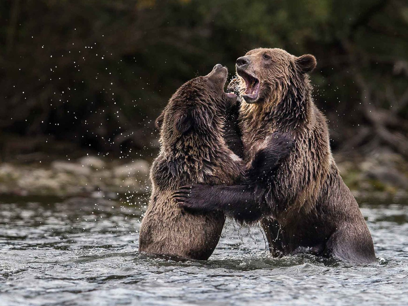 Обои вода, природа, медведи, гризли, water, nature, bears, grizzly разрешение 1920x1200 Загрузить